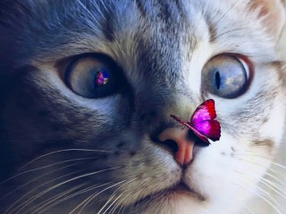 Пазл «Кот и бабочка»