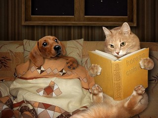 Пазл «Кот и пес»