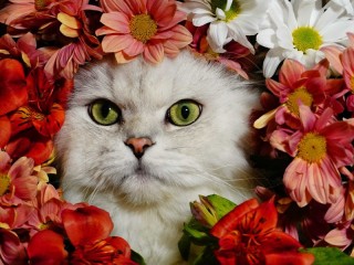 Пазл #69242