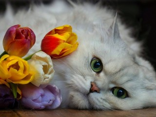 Пазл #62125