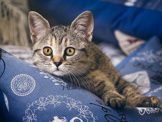 Пазл «Кот на подушке»
