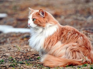 Пазл «кот на природе»