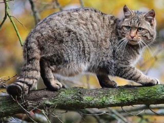 Пазл «Кот на ветке»