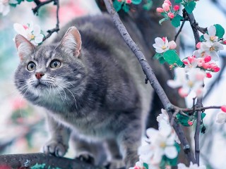 Пазл #25574