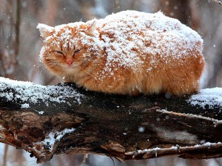 Пазл #25160