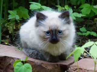 Пазл #9082