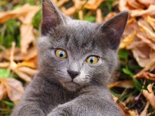 Пазл #25574