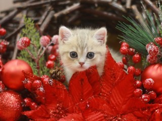 Пазл «Котенок»