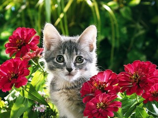 Пазл #37768