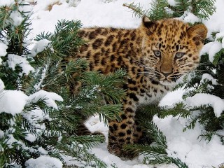 Пазл #22166