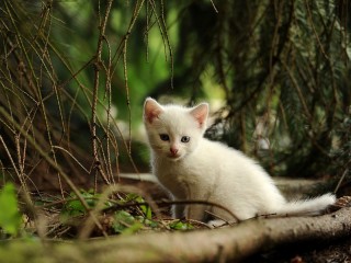 Пазл #63542