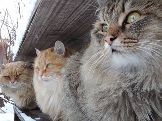 Пазл #49382