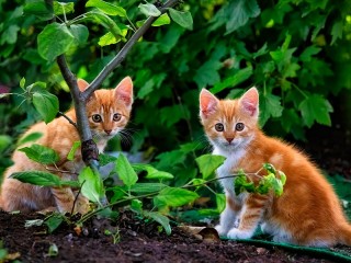 Пазл «Котята»