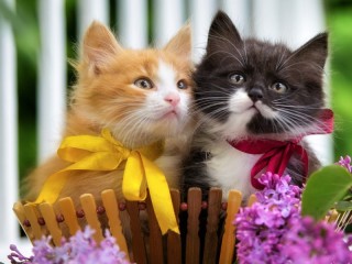 Пазл «Котята»