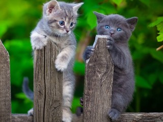 Пазл «Котята на заборе»