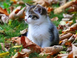 Пазл #67343