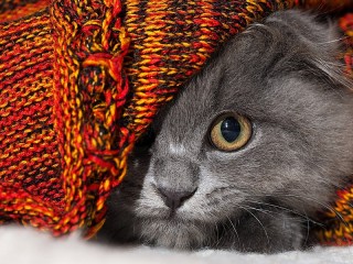 Пазл #35093