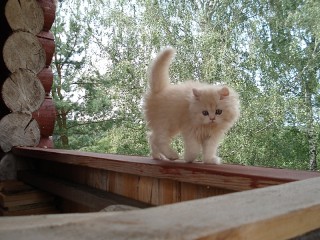 Пазл #63098