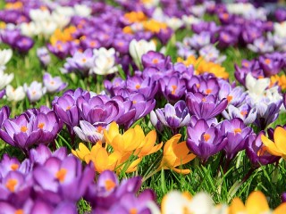 Пазл «Крокусы»