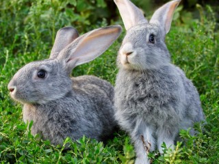 Пазл «Кролики»