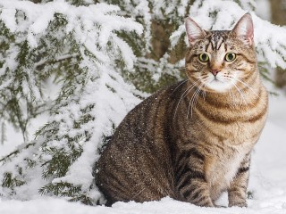 Пазл «Крошка под елью»