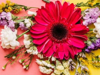 Пазл «Крупная гербера»