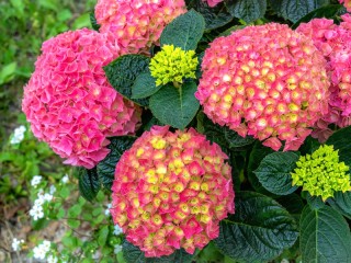 Пазл «Куст гортензии»