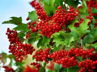 Пазл «Куст калины»