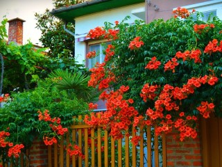 Пазл «Куст кампсиса»