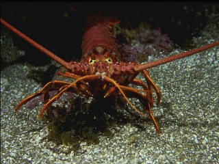 Пазл «Лангуст»