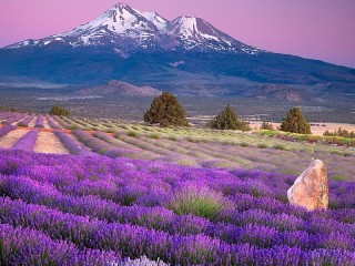 Пазл «Лавандовое поле»