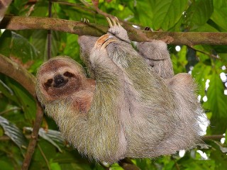 Пазл «Ленивец»