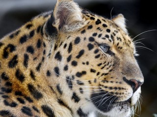 Пазл «Леопард»