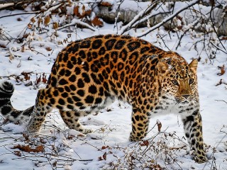 Пазл #59609
