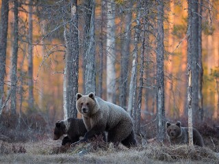 Пазл #308