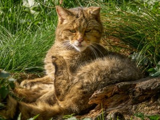 Пазл «Лесной кот»
