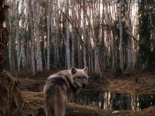Пазл #62209