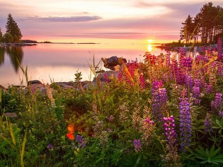 Пазл «Летнее утро»