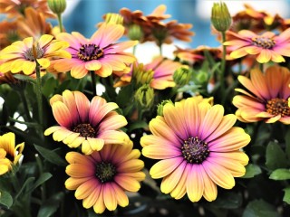 Пазл «Летняя яркость»