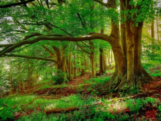 Пазл «Лето в лесу»