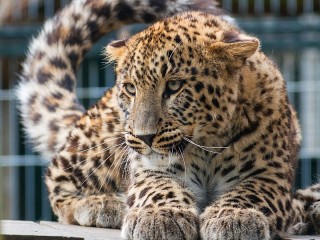 Пазл #58293