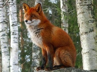 Пазл #55983