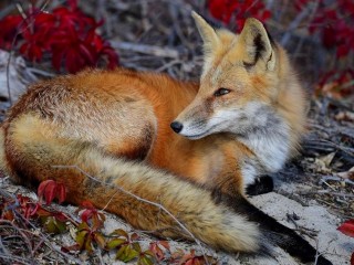 Пазл «Лиса»