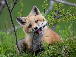 Пазл «Лисенок»