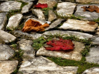 Пазл «Листья»