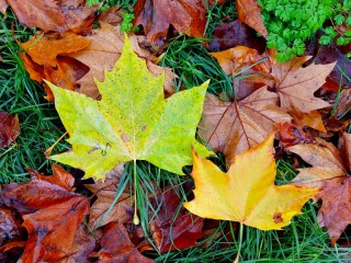 Пазл «Листья на траве»
