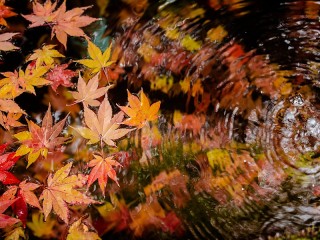 Пазл «Листья на воде»