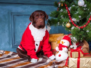 Пазл «Лохматый санта»