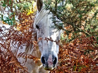 Пазл #3660