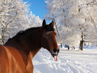 Пазл #31174